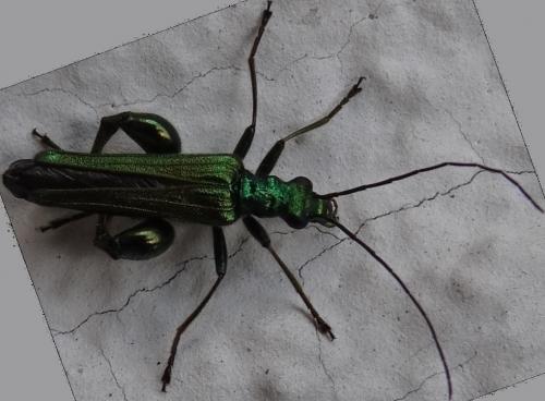 Oedemera nobilis
