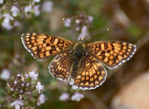 Réf. 122 679 : Melitaea phoebe