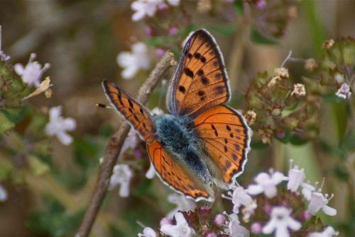 Réf. 122 161 : Lycaena alciphron