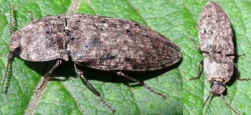 Réf. 122 710 : Agrypnus murinus