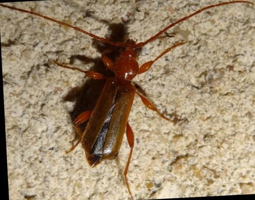 Phymatodes testaceus