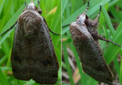 Noctua pronuba