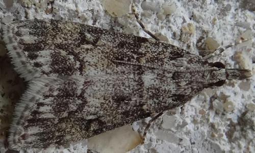 Réf. 122 714 : Eudonia lacustrata