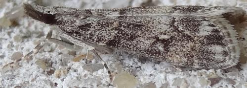 Réf. 122 715 : Eudonia lacustrata