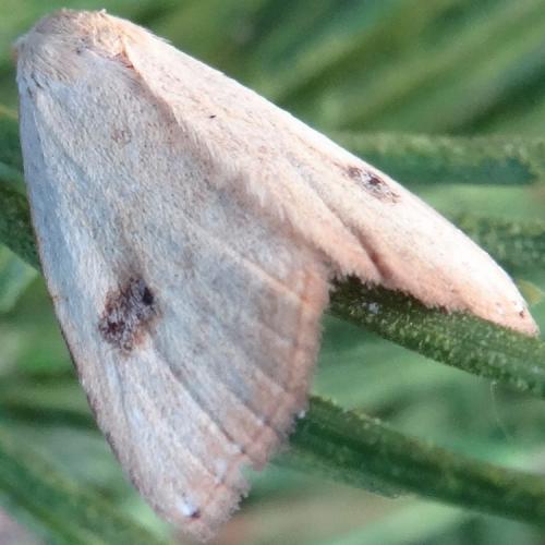 Rivula sericealis
