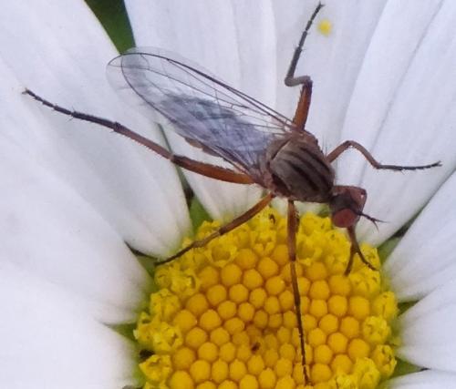 Empis livida