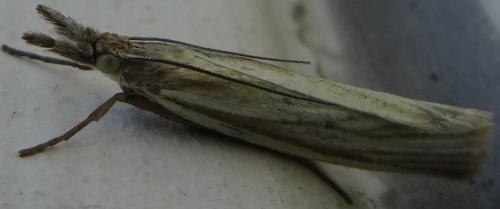 Crambus perlella
