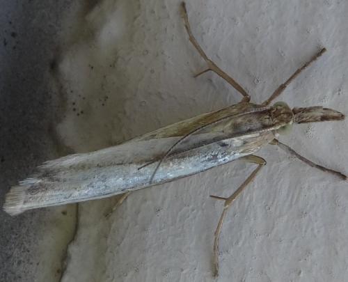 Crambus perlella