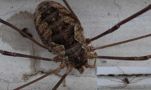 Phalangium opilio