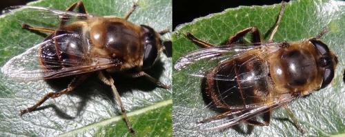 Eristalis tenax