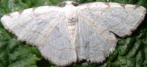 Réf. 122 122 : Stegania trimaculata