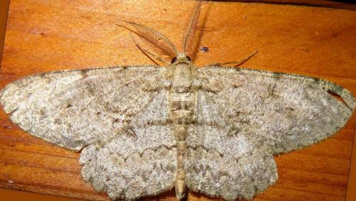 Réf. 122 609 : Hypomecis punctinalis
