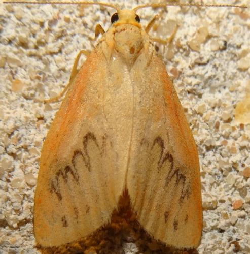 Réf. 122 574 : Miltochrista miniata