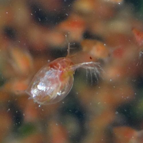 Daphnia sp.
