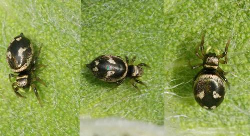 Réf. 122 281 : Heliophanus apiatus