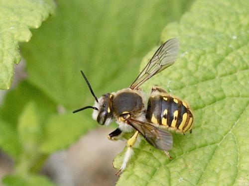 Réf. 122 032 : Anthidium manicatum