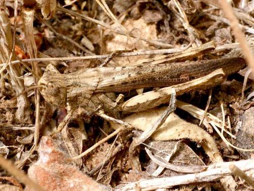 Réf. 122 088 : Chorthippus brunneus brunneus