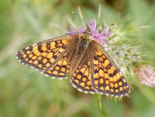 Réf. 122 089 : Melitaea sp.