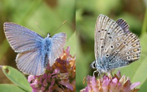 Polyommatus icarus