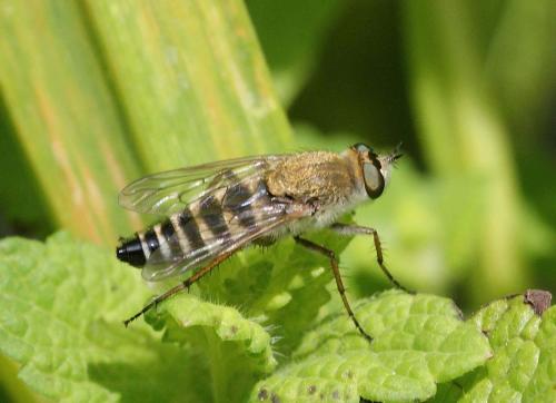 Thereva sp.