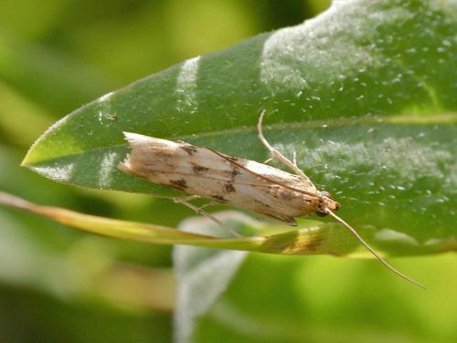 Homoeosoma sinuella