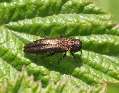 Réf. 122 192 : Agrilus sp.