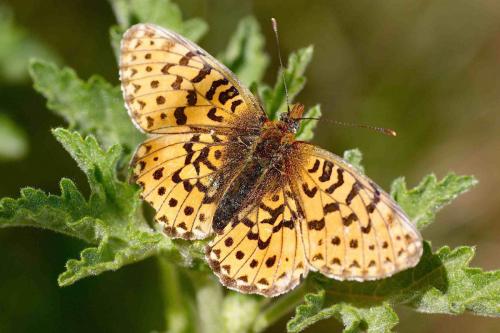 Boloria euphrosyne