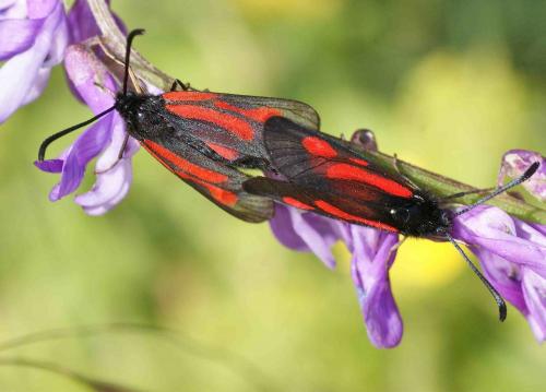 Zygaena sp.