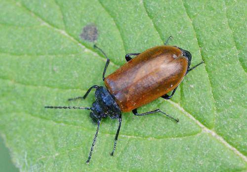 Réf. 122 624 : Omophlus sp.