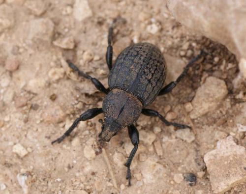 Réf. 122 542 : Anisorhynchus scabrosus