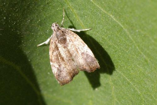 Réf. 122 259 : Choreutis nemorana