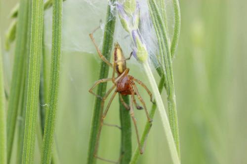 Cheiracanthium sp.