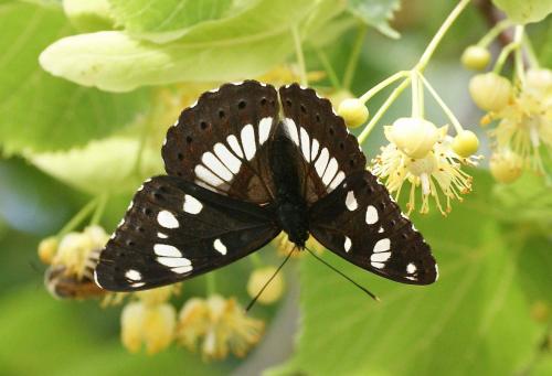Limenitis reducta