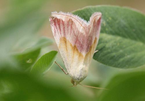 Eublemma purpurina