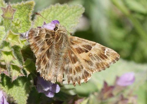 Réf. 122 388 : Carcharodus alceae