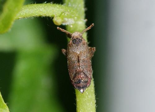 Réf. 122 434 : Asiraca clavicornis
