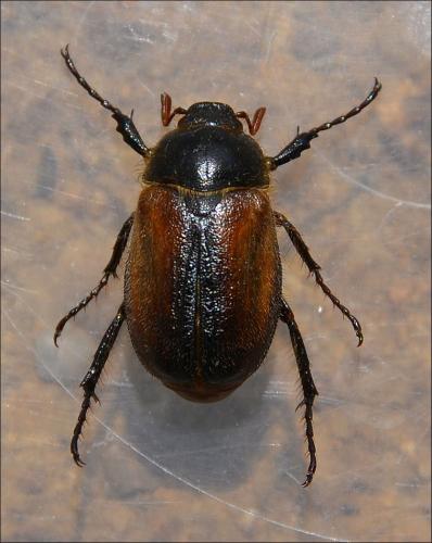 Réf. 122 897 : Amphimallon ruficorne