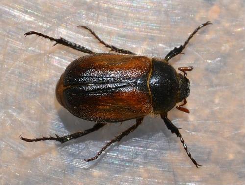 Réf. 122 898 : Amphimallon ruficorne