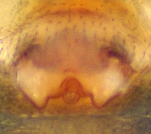 Obscuriphantes obscurus