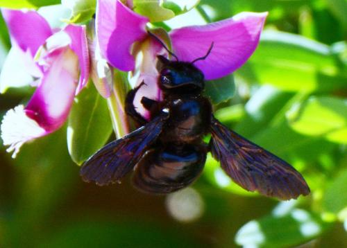 Xylocopa sp.