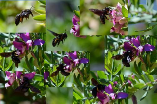 Xylocopa sp.