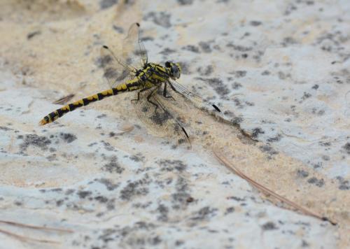 Onychogomphus uncatus