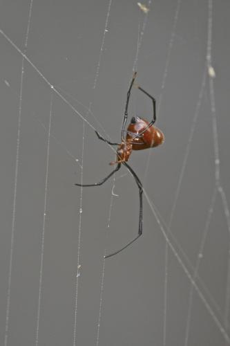 Argyrodes sp.