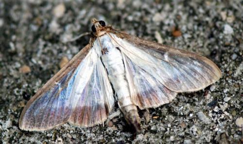 Réf. 122 039 : Cydalima perspectalis
