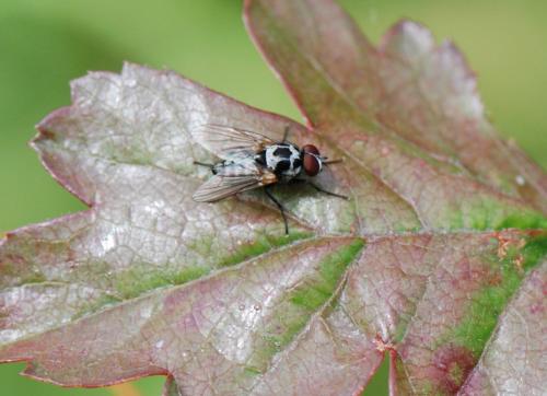 Réf. 122 336 : Anthomyia procellaris