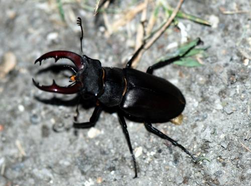 Lucanus cervus