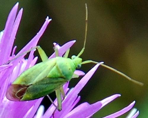 Closterotomus norwegicus