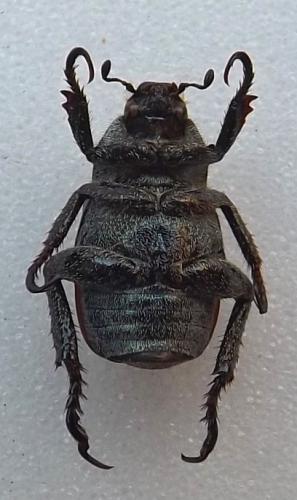 Hoplia philanthus