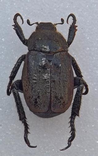 Hoplia philanthus