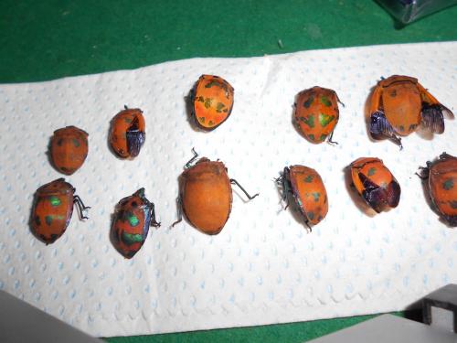 Réf. 122 577 : Tectocoris diophthalmus